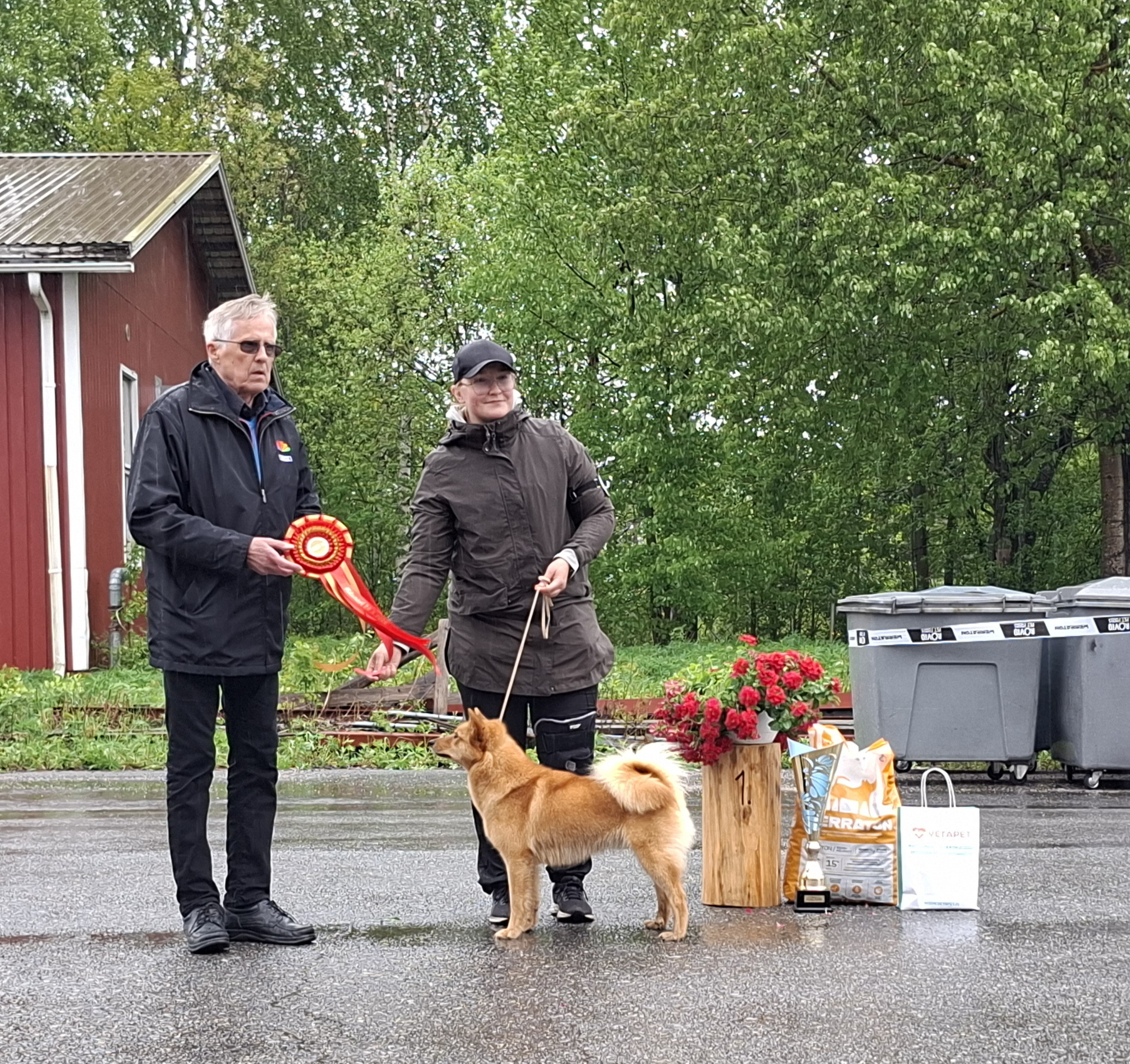BEST IN SHOW 1 suomenpystykorva Pihkan Vinha